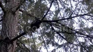 攀缘在松树树枝上的<strong>小浣熊</strong>